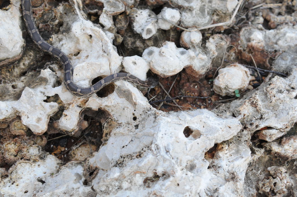 Texas rat snake (Elaphe obsoleta lindheimeri), Williamson County Texas - co