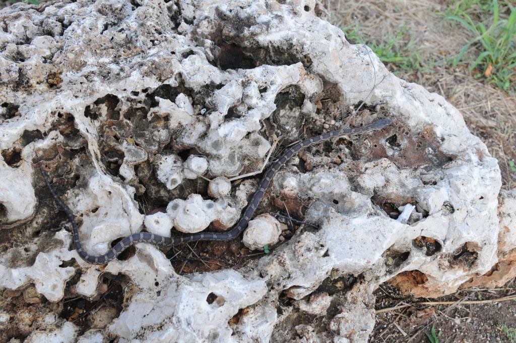 Texas rat snake (Elaphe obsoleta lindheimeri), Williamson County Texas - co