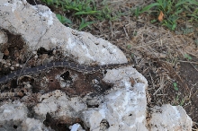 Texas rat snake (Elaphe obsoleta lindheimeri), Williamson County Texas - co