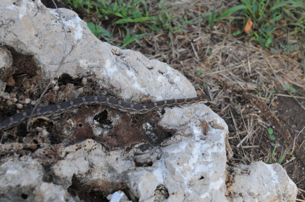 Texas rat snake (Elaphe obsoleta lindheimeri), Williamson County Texas - co