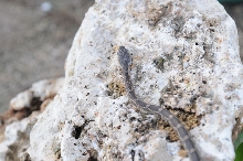 Texas rat snake (Elaphe obsoleta lindheimeri), Williamson County Texas - co