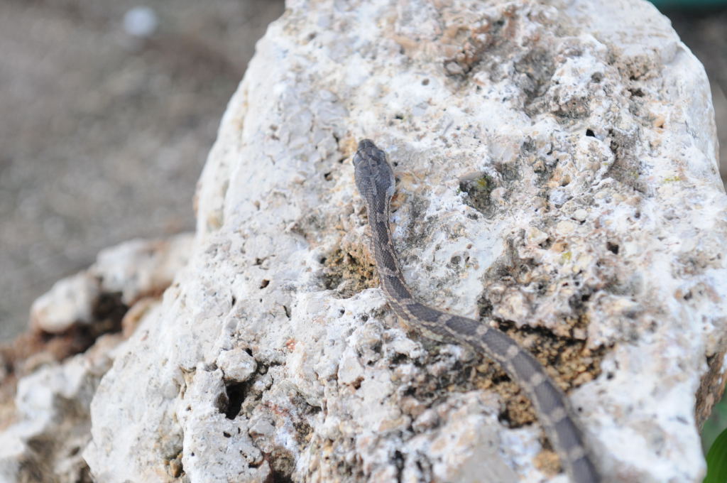 Texas rat snake (Elaphe obsoleta lindheimeri), Williamson County Texas - co