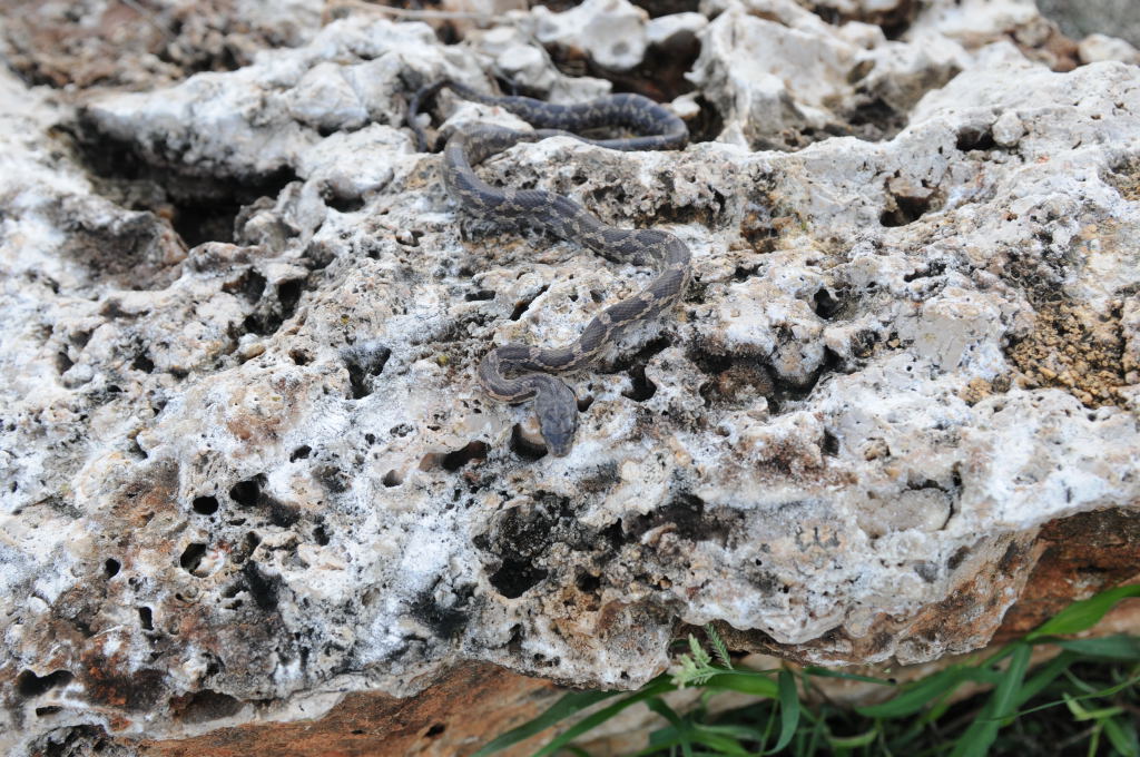 Texas rat snake (Elaphe obsoleta lindheimeri), Williamson County Texas - co