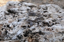 Texas rat snake (Elaphe obsoleta lindheimeri), Williamson County Texas - co