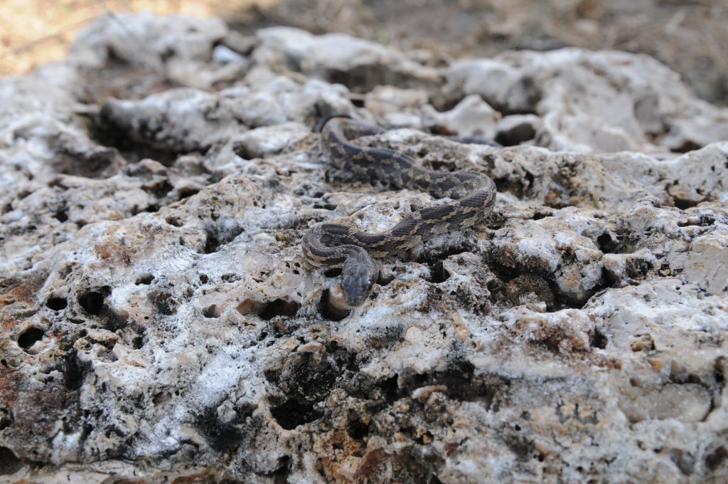 Texas rat snake (Elaphe obsoleta lindheimeri), Williamson County Texas - co