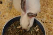 picA visit to zookeeper pets