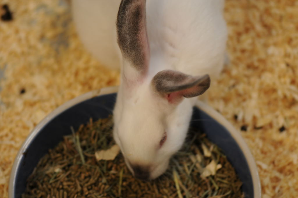 picA visit to zookeeper pets