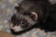 Ferrets at Zookeeper Exotics