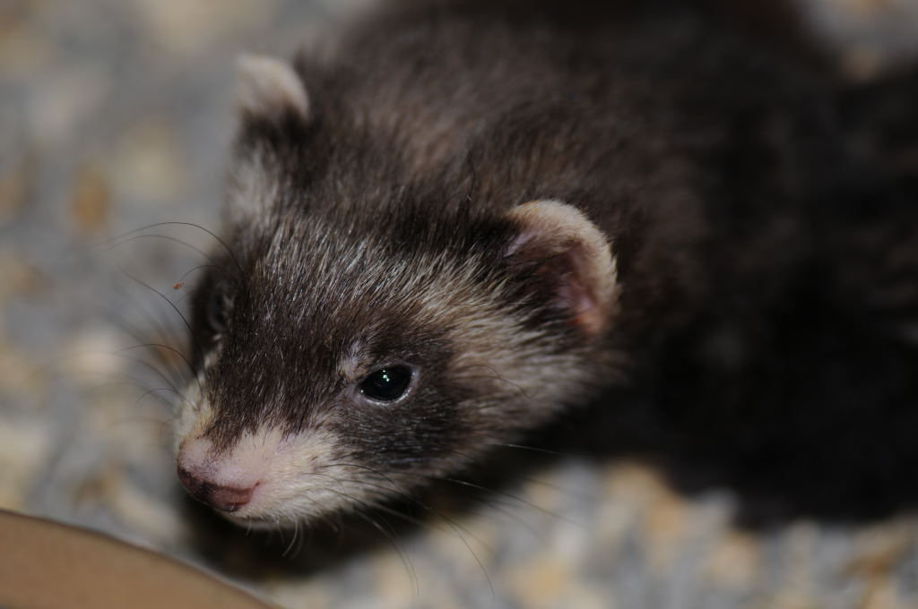 Ferrets at Zookeeper Exotics