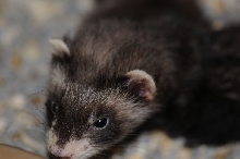 Ferrets at Zookeeper Exotics