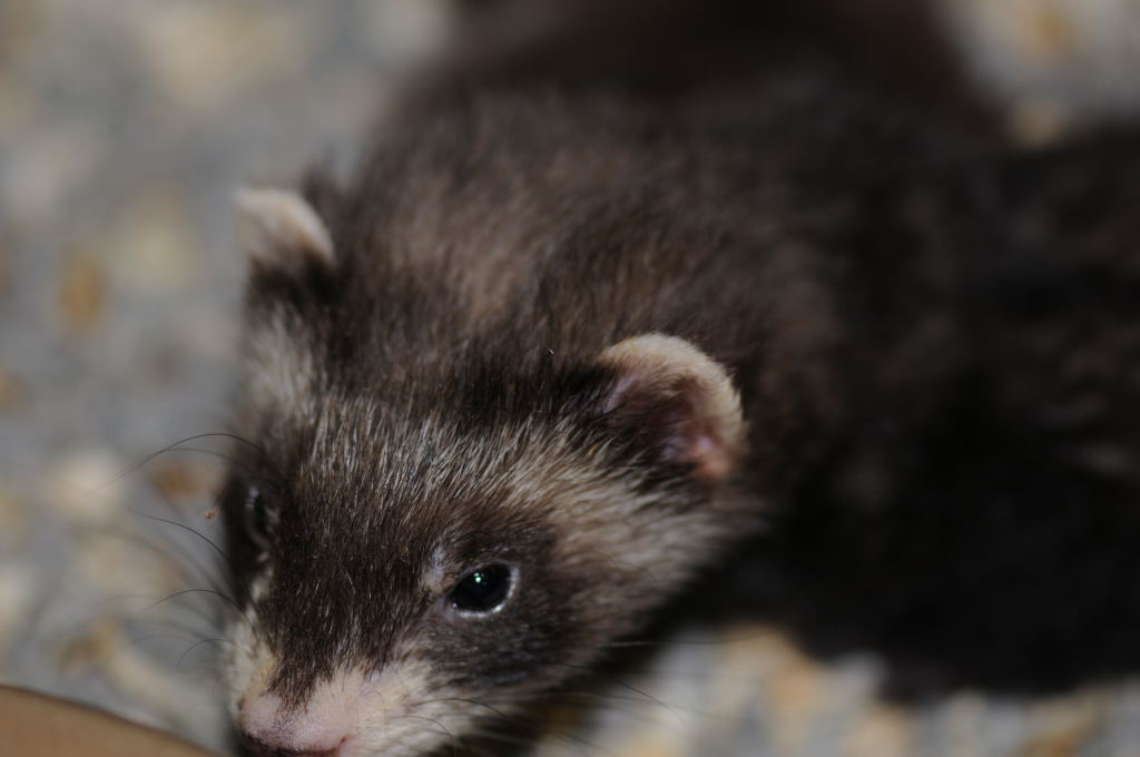 Ferrets at Zookeeper Exotics