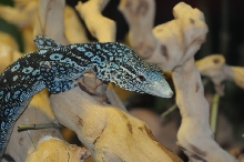 Blue Monitor at Zookeeper Exotics