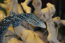 Blue Monitor at Zookeeper Exotics