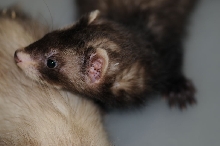 Ferrets at Zookeeper Exotics