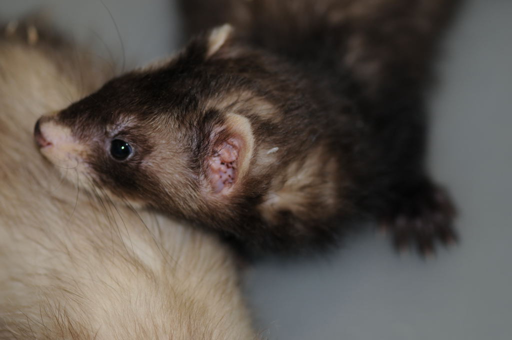 Ferrets at Zookeeper Exotics