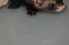 Ferrets at Zookeeper Exotics