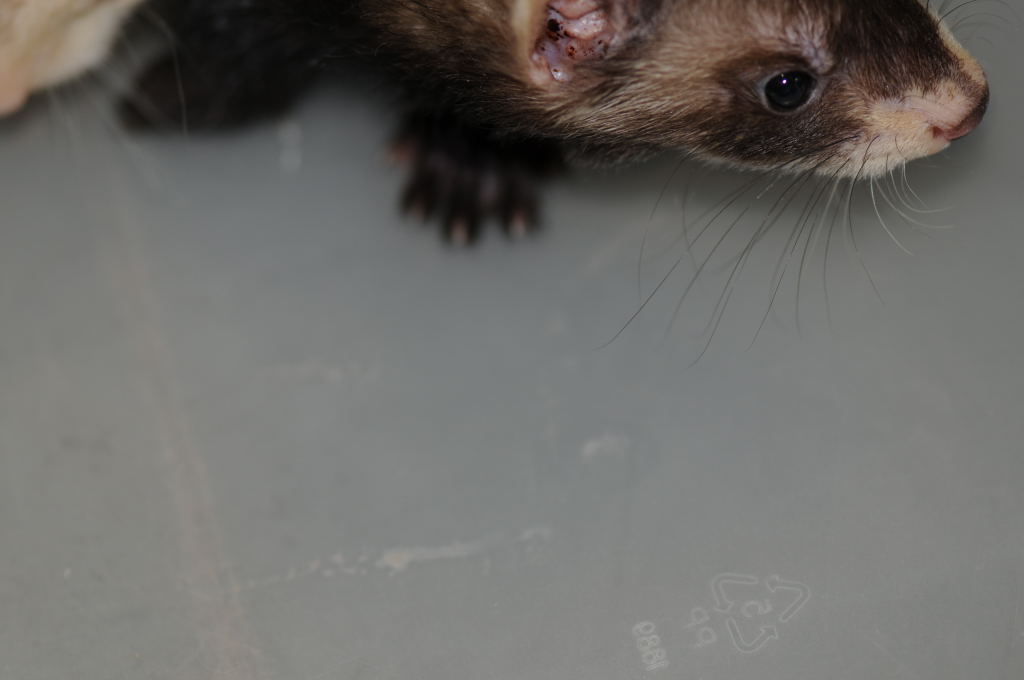 Ferrets at Zookeeper Exotics