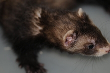Ferrets at Zookeeper Exotics