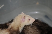Ferrets at Zookeeper Exotics