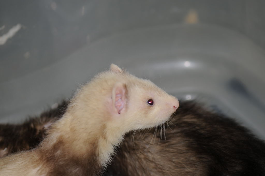 Ferrets at Zookeeper Exotics