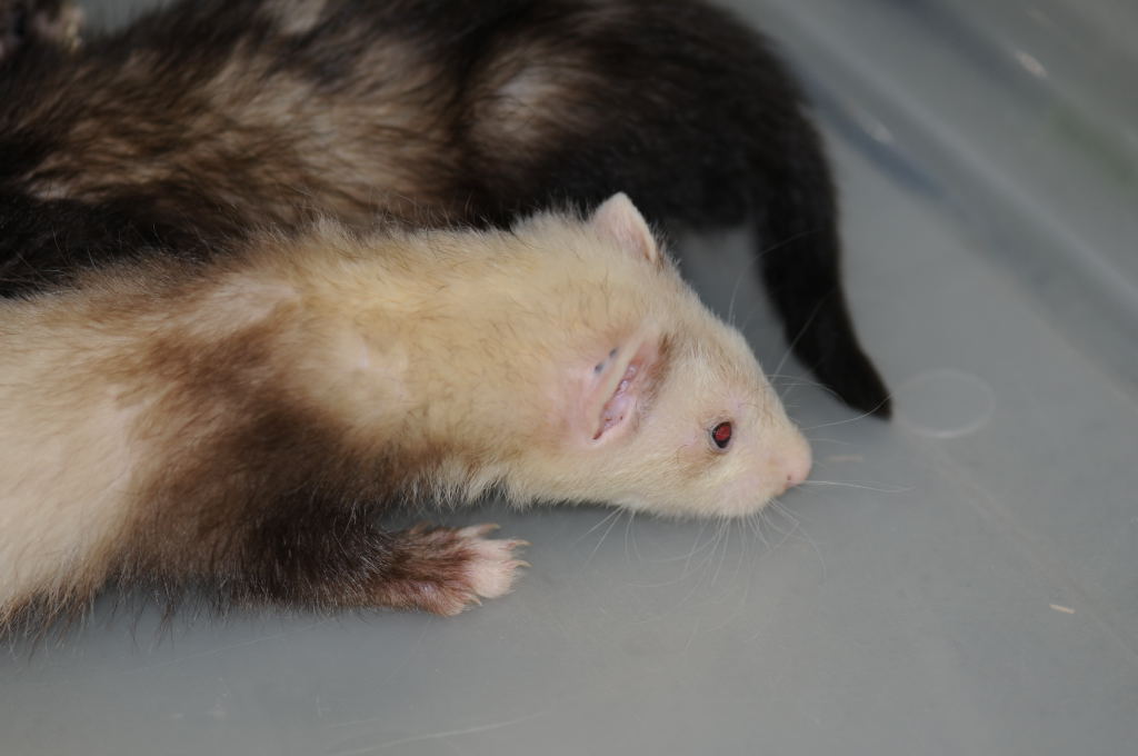 Ferrets at Zookeeper Exotics