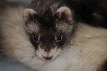 Ferrets at Zookeeper Exotics