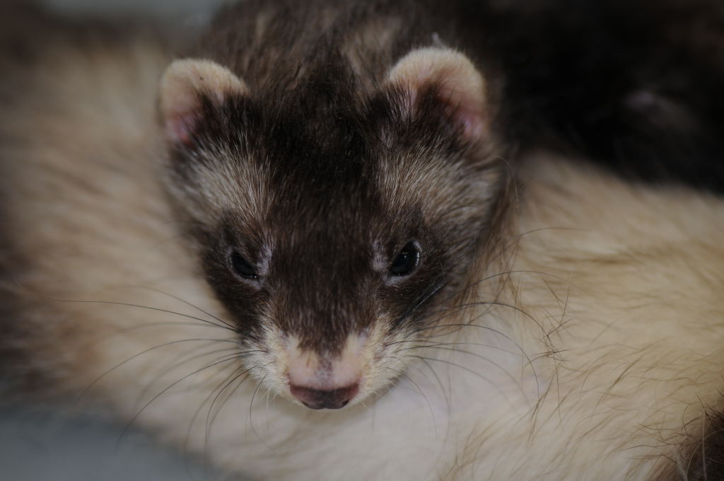 Ferrets at Zookeeper Exotics