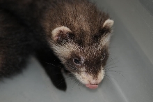 Ferrets at Zookeeper Exotics