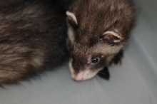 Ferrets at Zookeeper Exotics