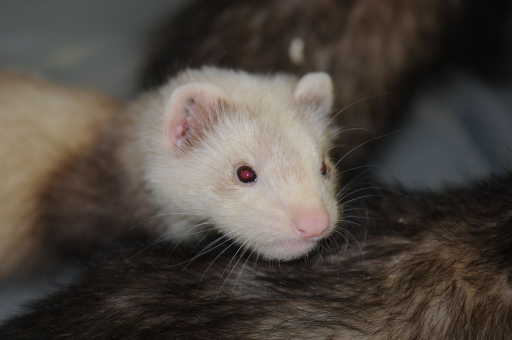 Ferrets at Zookeeper Exotics
