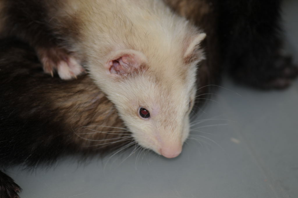 Ferrets at Zookeeper Exotics