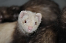 Ferrets at Zookeeper Exotics