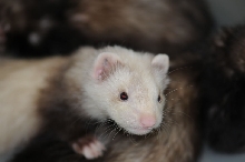 Ferrets at Zookeeper Exotics