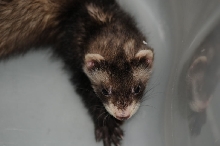 Ferrets at Zookeeper Exotics