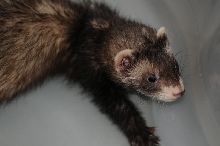 Ferrets at Zookeeper Exotics