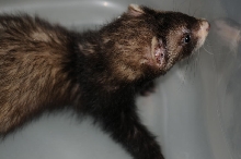 Ferrets at Zookeeper Exotics