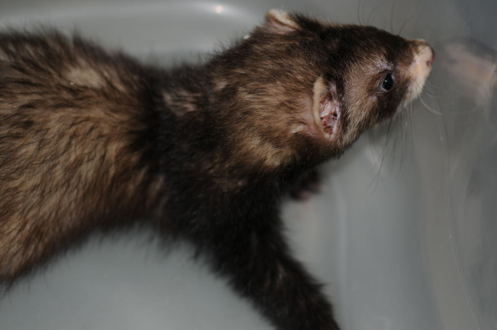 Ferrets at Zookeeper Exotics