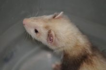 Ferrets at Zookeeper Exotics