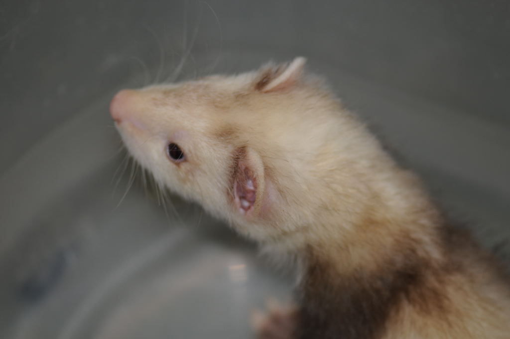 Ferrets at Zookeeper Exotics