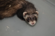 Ferrets at Zookeeper Exotics