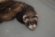 Ferrets at Zookeeper Exotics