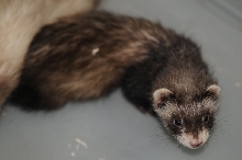 Ferrets at Zookeeper Exotics