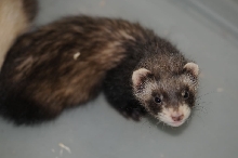 Ferrets at Zookeeper Exotics