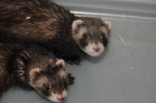 Ferrets at Zookeeper Exotics