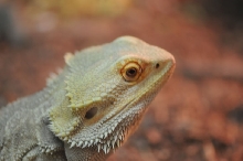 Bearded Dragons at Zookeeper Exotics