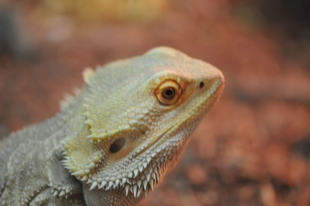 Bearded Dragons at Zookeeper Exotics