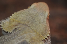 Bearded Dragons at Zookeeper Exotics