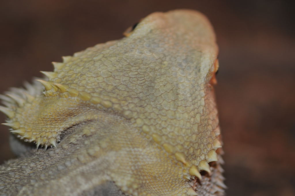 Bearded Dragons at Zookeeper Exotics