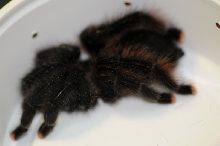 Tarantulas at Zookeeper Exotics