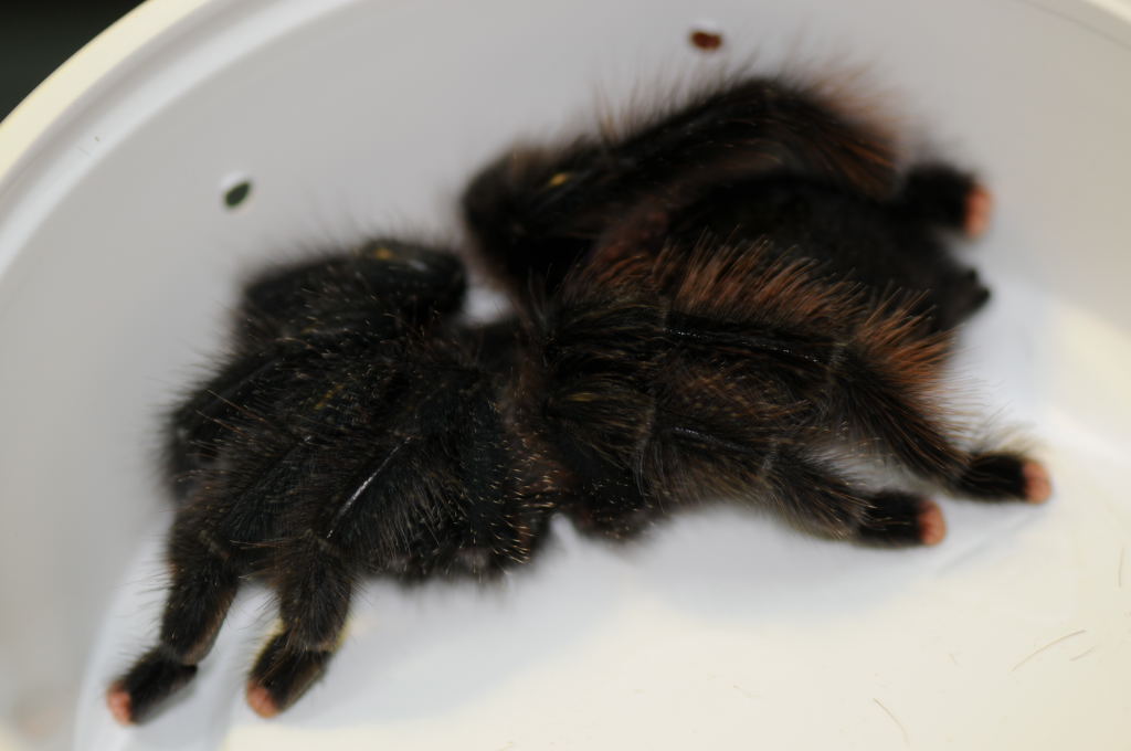 Tarantulas at Zookeeper Exotics
